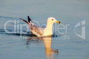 California Gull (Larus californicus) Wading in the Golden Hours.