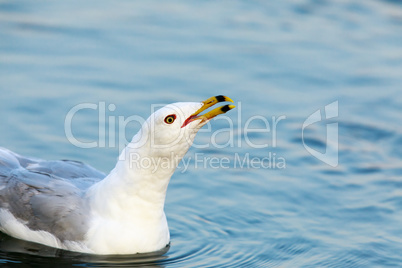 California Gull (Larus californicus) Calling.