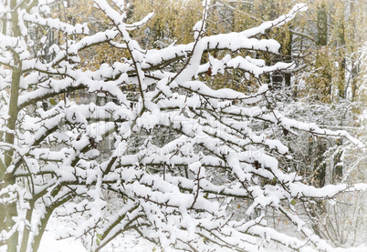 First snow on the branches of trees.