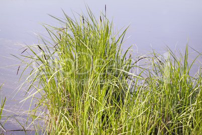 On the shore of the lake grow reeds.