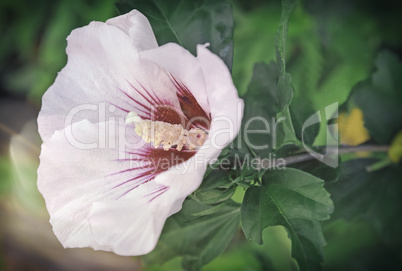 Beautiful large pink and white hibiscus flower.