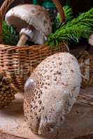 parasol mushroom (Macrolepiota procera or Lepiota procera)