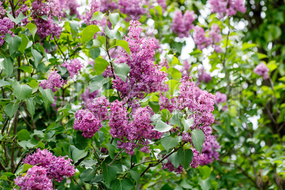 Close-up beautiful lilac flowers with the leaves.