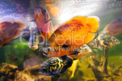 Two Oscar fish Astronotus ocellatus closeup shot on biotope