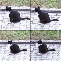 black and white domestic cat