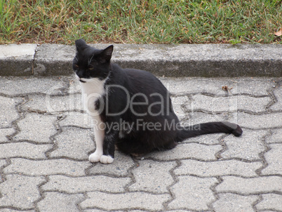 black and white domestic cat