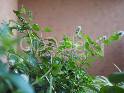 peppermint (Mentha piperita) plant