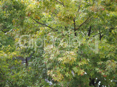 maple acer tree leaves