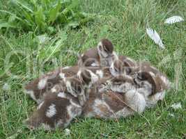 Ein Knäuel mit Nilgansküken