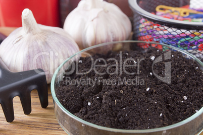 Earth in laboratory dishes and garlic