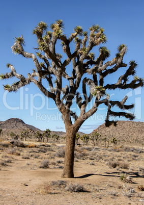 Joshua Tree - Yucca brevifolia.