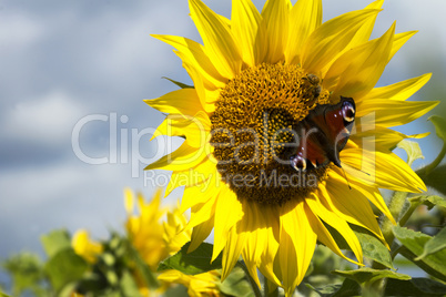 Schöne Sonnenblume mit einem Schmetterling