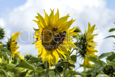 Schöne Sonnenblume mit einem Schmetterling