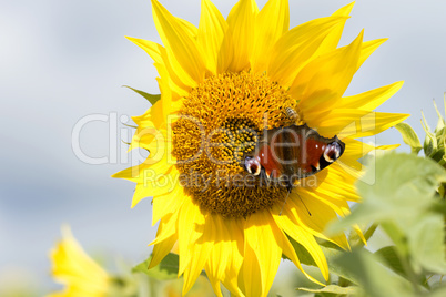 Sonnenblume mit einem Schmetterling