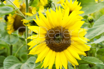 Sonnenblume