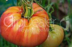 Ripe tomatoes, large