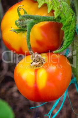 Ripe tomatoes, large