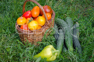 The harvest of fresh vegetables