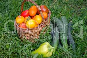 The harvest of fresh vegetables