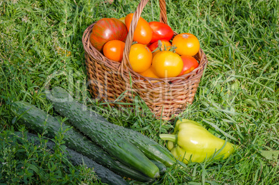 The harvest of fresh vegetables