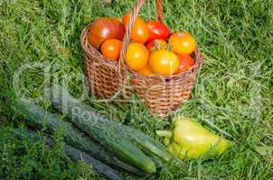 The harvest of fresh vegetables