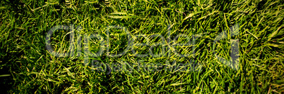 grass background