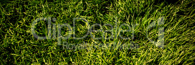 grass background