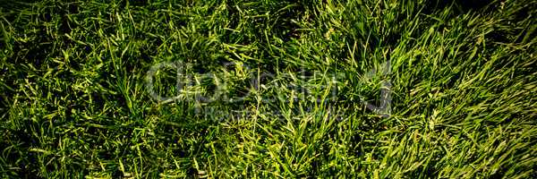 grass background