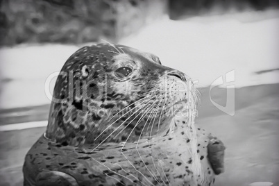 Young seal in the water.