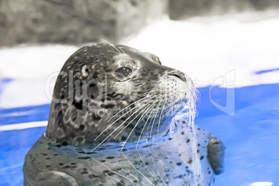 Young seal in the water.