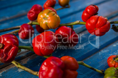 Close up of tomatoes