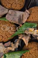 Overhead view of cookies and leaves