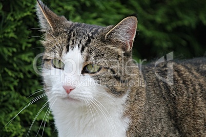 Gesicht einer Hauskatze