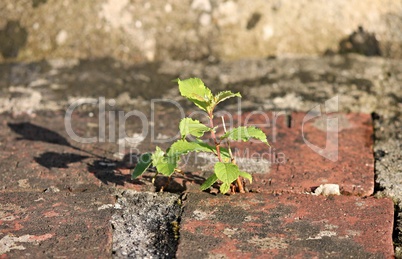 junge Pflanze in Steinmauer