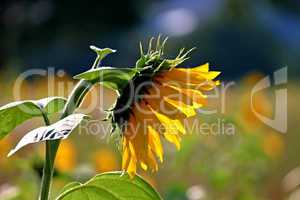 Sonnenblume im Abendlicht