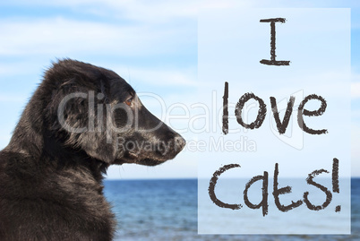 Dog At Ocean, Text I Love Cats