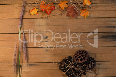 Overhead view of autumn leaves by reed and plant pods