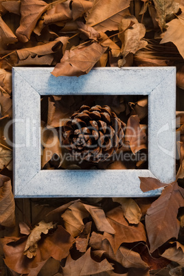 Overhead view of pine cone amidst frame