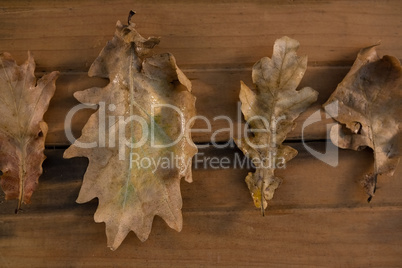 Overhead view of dry leaves