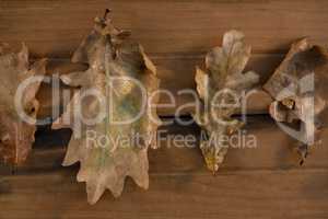 Overhead view of dry leaves