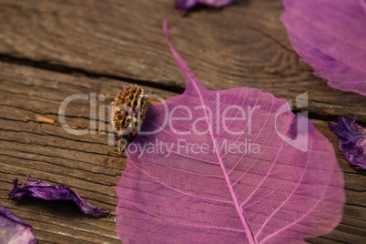 Close up of pink leaves