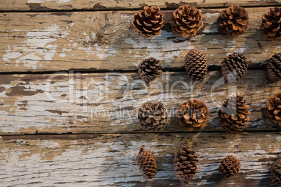 Overhead view of various pine cones
