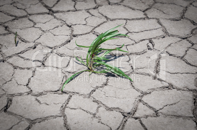 Green grass grew in dry cracked ground