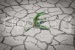 Green grass grew in dry cracked ground