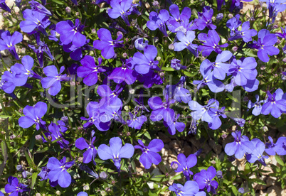 Blue Trailing Lobelia Sapphire flowers or Edging Lobelia, Garden Lobelia in St. Gallen, Switzerland photo. Its Latin name is Lobelia Erinus 'Sapphire', native to South Africa, Malawi and Namibia.