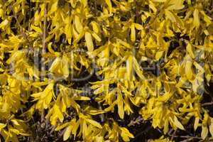 Yellow flowers Forsythia on the bush texture photo in spring