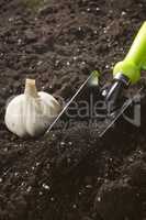 Garlic and spatula on the ground