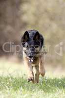 german shepherd dog run powerful frontal view