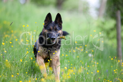 black dog purebred german shepherd play and apport branch in mea