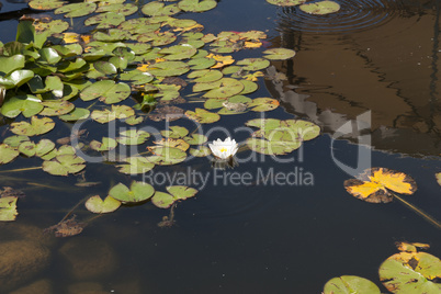 Water lily flowers sunlit on lake. In water is reflection of sky and hill photo